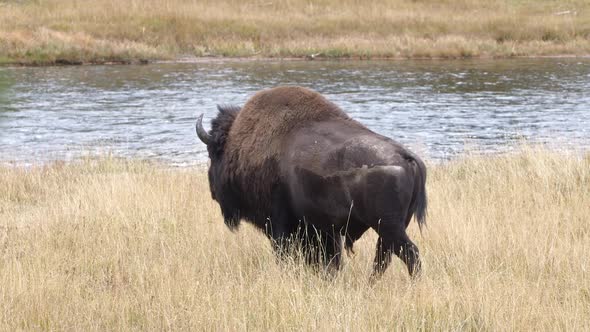 Bison walking towards the Madison River through grassy field