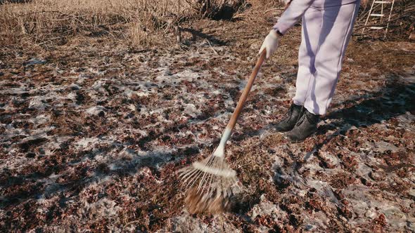 Gardener with Fan Rake Shovels Old Grass Covered with Gray Snow Mold