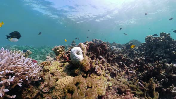 Coral Reef and Tropical Fish