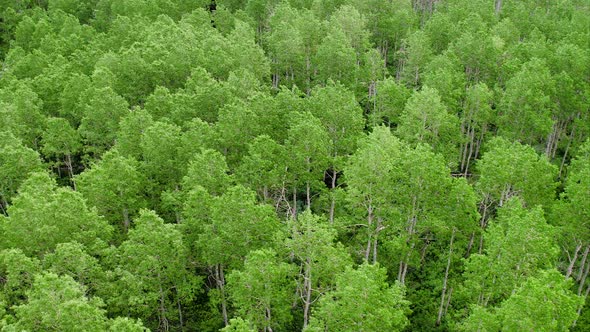 Aerial panning view of aspen trees in forest.