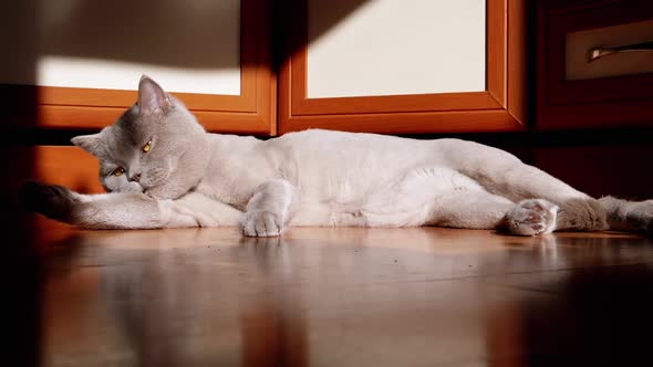 Gray British Fluffy Cat Licking Washing Fur in the Rays of Sunlight on Floor