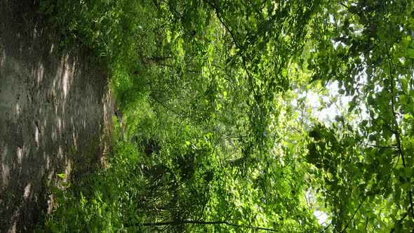 Vertical Video of a Summer Beautiful Forest in the Afternoon