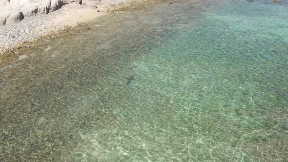 Reef Sharks in Shallow Ocean Water