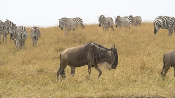 Zebras and gnus in Masai Mara