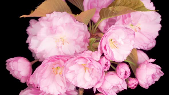 Time Lapse of Beautiful Opening Pink Sakura Flowers Bunch