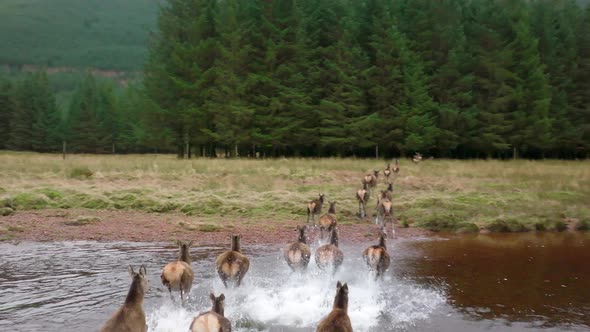 A Herd of Red Deer Hinds Running in the Scottish Highlands in Slow Motion