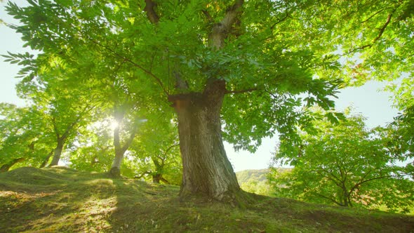 Chestnut Trees Grow on Meadow of National Park in Italy