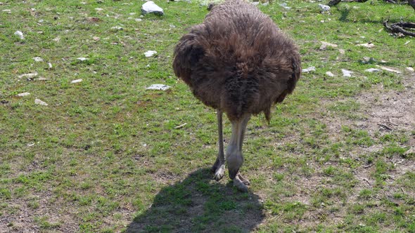 Slow motion shot of wild ostrich pecking grass of pasture in sunlight,close up