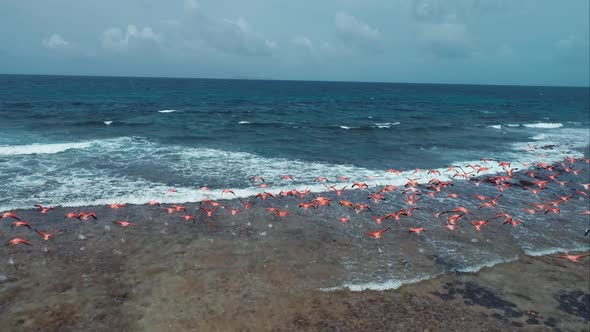 Panning wide landscape of flamingos seabirds flying at caribbean sea.