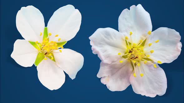 Almond Blossom Timelapse on Blue