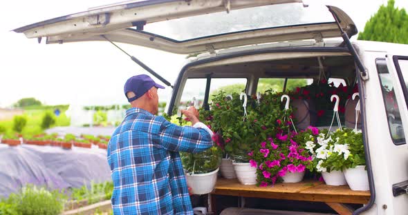 Male Farmer Loading Van Trunk With Hanging Plants