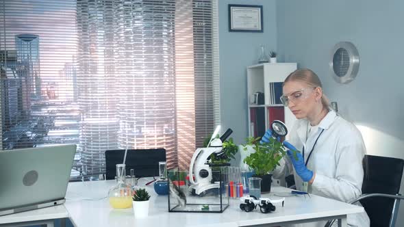 Research Scientist in Safety Glasses Learning Under Magnifying Glass the Plant Leaves Structure