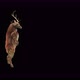 49 Deer Dancing 4K - VideoHive Item for Sale