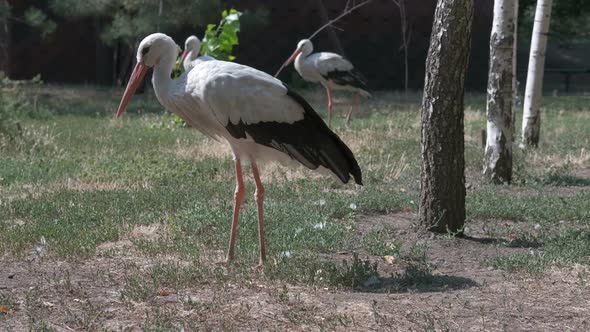 Family of Stork