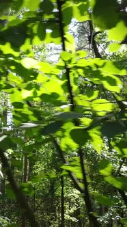 Vertical Video of Summer Forest By Day