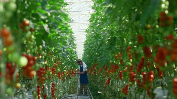 Agri Scientist Checking Quality of Growing Tomatoes Tablet in Bright Warm Farm