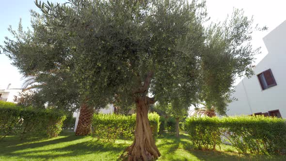 Tree covered with green olives