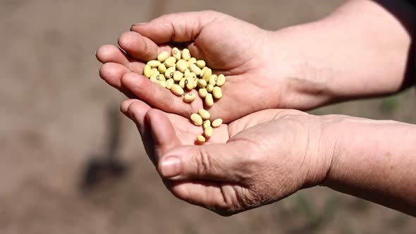 Closeup of unknown older woman hands holding beans outdoor. seeds of beans are ready for planting.