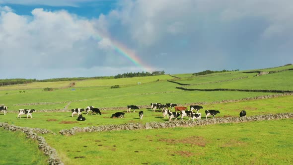 Cattle of Cows Grazing in Green Field Sao Jorge Azores Portugal