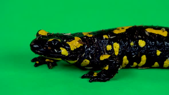 Fire Salamander. Salamandra Maculosa in Green Background. Close Up