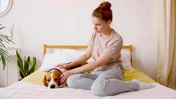 Girl Affectionately Playing with Pet Cute Dog Beagle on the Bed