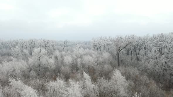 White Forest 