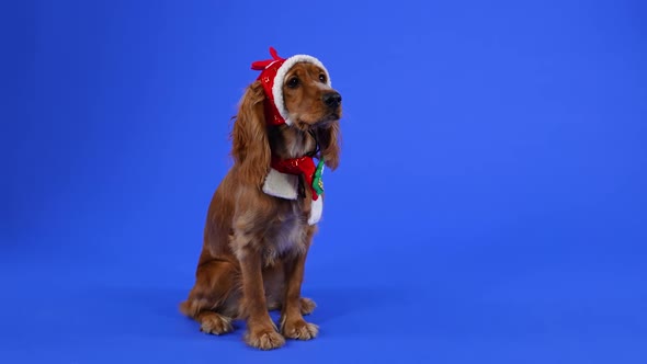 English Cocker Spaniel Sits in Full Growth in the Studio on a Blue Background
