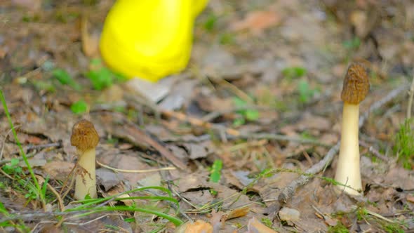 Verpa bohemica in the spring forest. A girl cuts a mushroom with a special camping knife