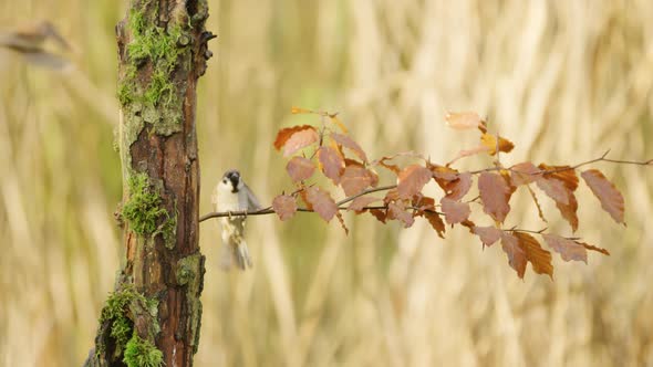 House sparrow landing on horisontal twig with golden brown autumn colored leaves