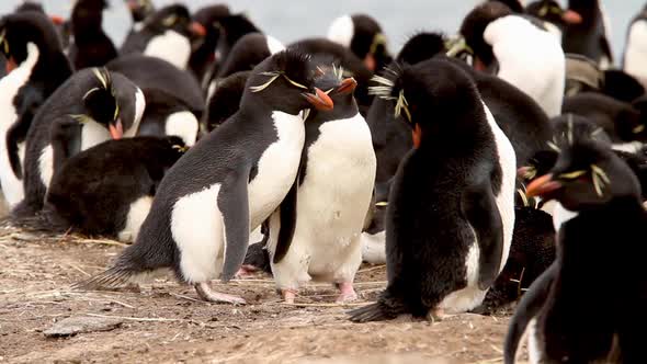 Rock Hopper Penguins Building A Nest