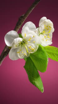 Plum Tree Branch with Blooming Flowers on Purple Background Time Lapse