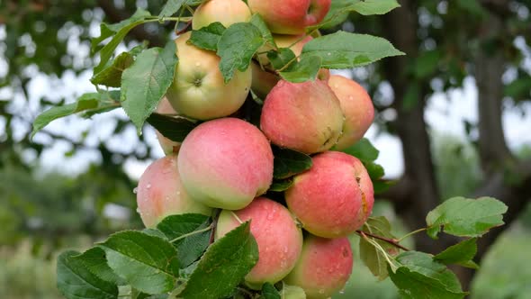Fresh Apples on Apple Tree