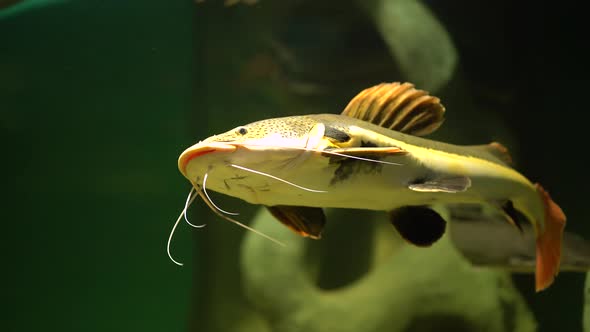 Beautiful Fish oceanarium.Ddeep Underwater World