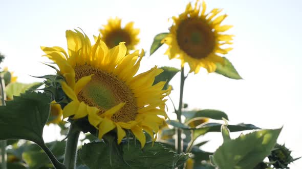 Slow motion sunflower Helianthus annuus footage