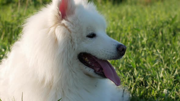 A beautiful white Samoyed dog lies on the green grass. Dog at sunset. Samoyed Laika close-up.