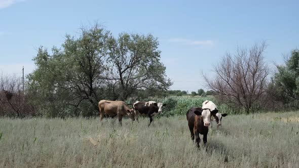 cows