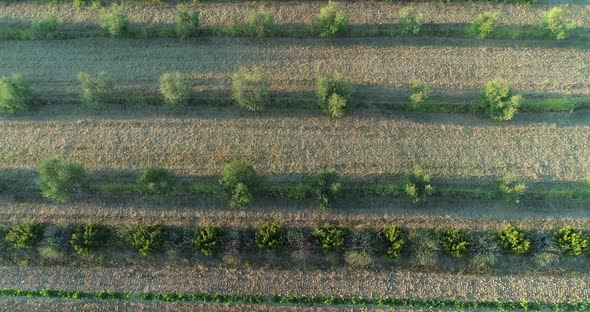 Aerial view of a vineyard in countryside at sunset, Croatia.