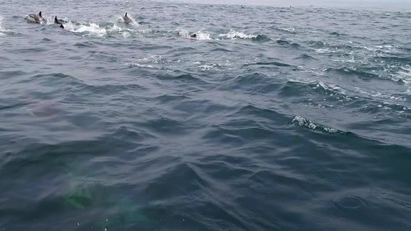 Pod of Dolphins Frolic Alongside Boat