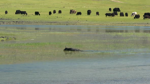 Yak Cattle Crossing the River's Waters in the Central Asian Meadows