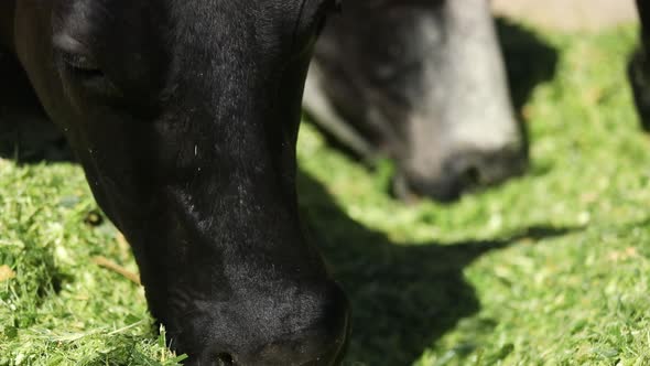 Black dairy cows eating fresh cut grass from a trough - focus pull