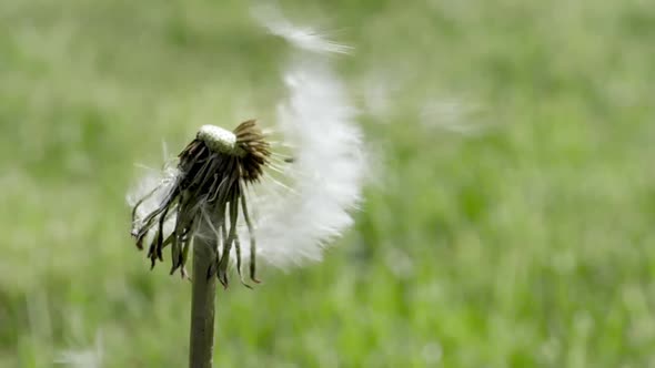 Breeze Blows Soft White Seeds of a Dandelion Blossom