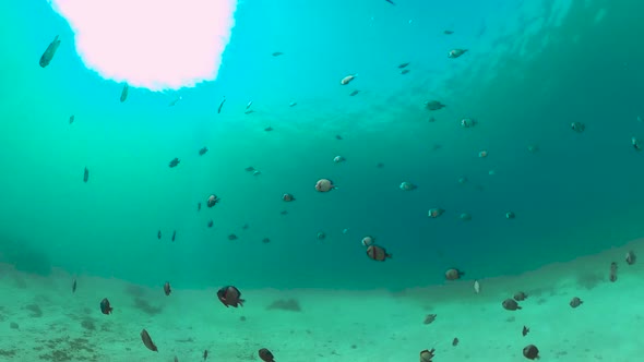 Coral Reef and Tropical Fish. Bohol, Philippines