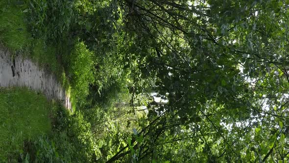 Vertical Video of Green Forest By Day