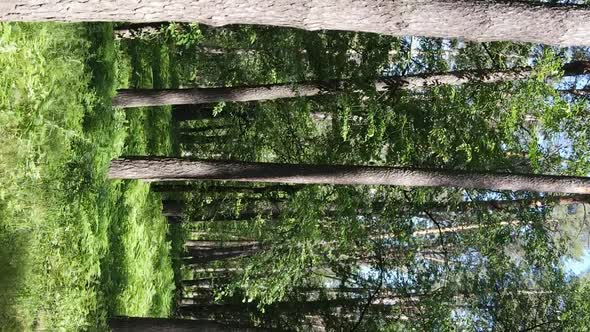 Vertical Video Aerial View Inside a Green Forest with Trees in Summer