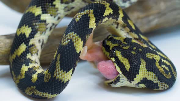 Close-up of a snake eating a small mouse