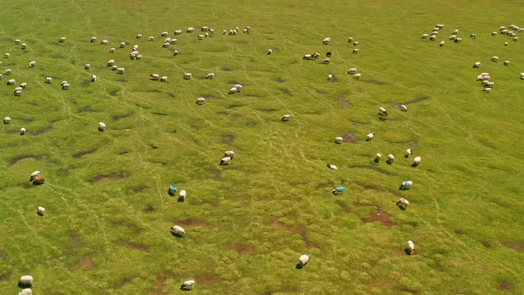 Bayinbuluku grassland and sheep