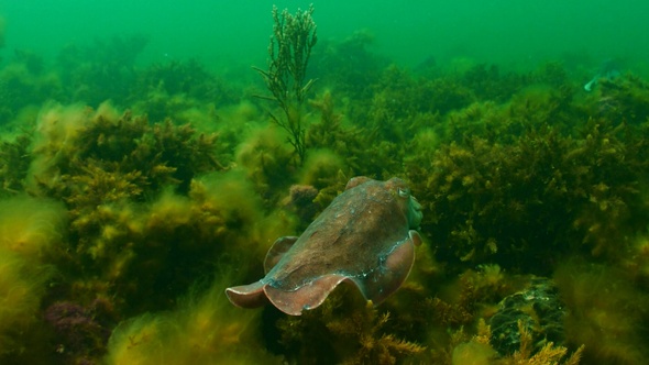 Swimming cuttlefish underwater, close up 4K