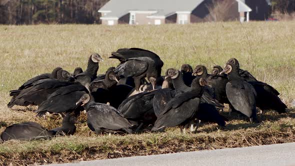 Black Vultures on the side of the road fighting over a dead whitetail buck, wide shot