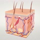 Microscopic Anatomy of the Skin Representation - VideoHive Item for Sale