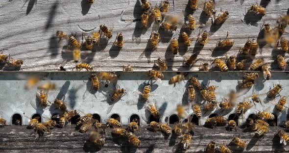 Bees flying around the hive